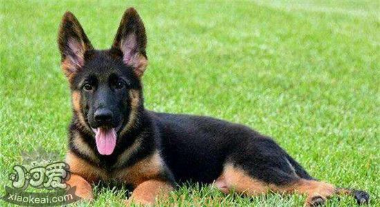 德国牧羊犬有什么缺点 养德牧之前一定要了解清楚(图1)