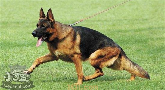 德国牧羊犬有什么缺点 养德牧之前一定要了解清楚(图2)