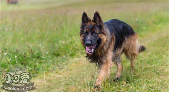 德国牧羊犬有什么缺点 养德牧之前一定要了解清楚(图3)