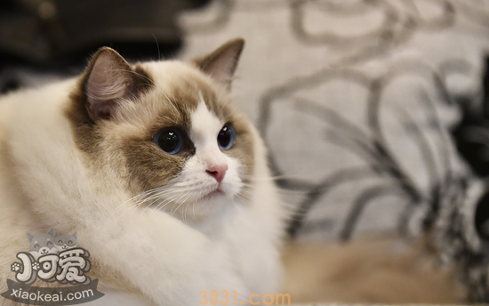 怎么给布偶猫接生 布偶猫接生知识介绍(图1)