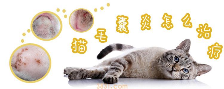 猫毛囊炎怎么治疗(图1)