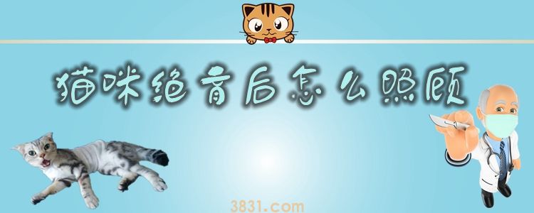 猫咪绝育后怎么照顾(图1)