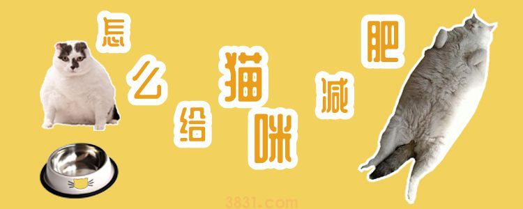怎么给猫咪减肥(图1)
