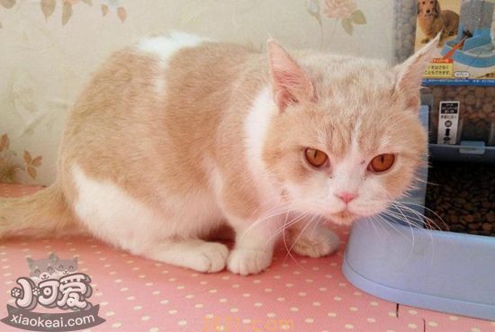 曼基康猫绝育要注意什么 曼基康猫绝育注意事项(图1)