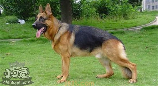 德国牧羊犬有什么优点 想养德牧的你心动了吗(图1)