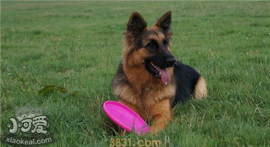 德国牧羊犬有什么优点 想养德牧的你心动了吗(图2)