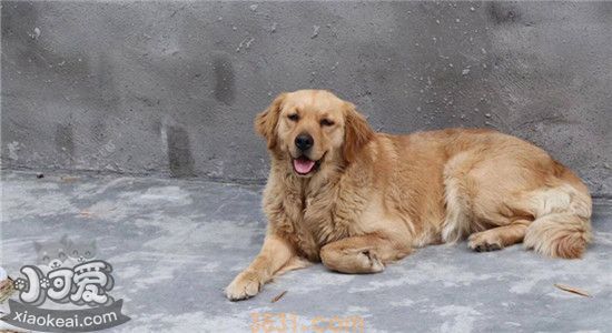 什么样的人不适合养金毛 这几种人劝你最好别养(图2)