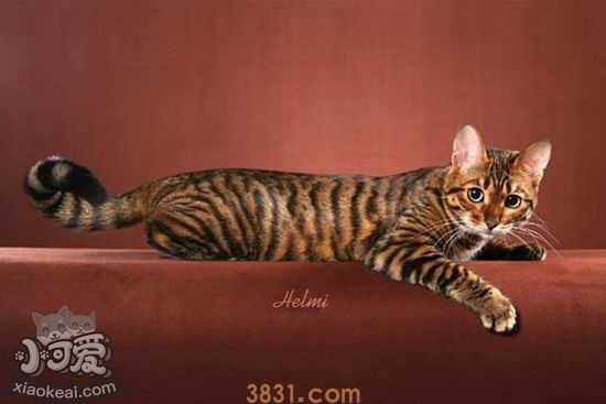 如何辨别玩具虎猫是否怀孕(图1)