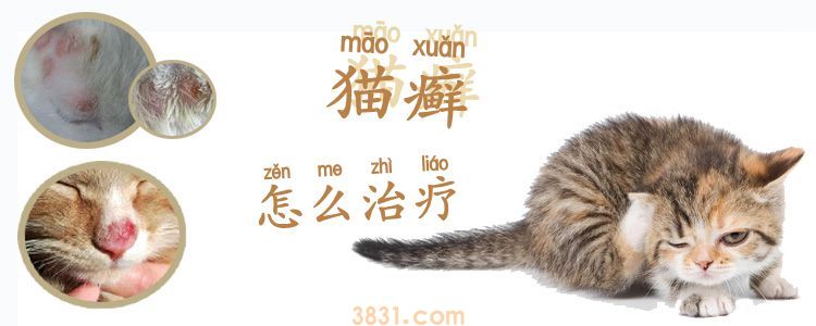 猫癣怎么治疗(图1)