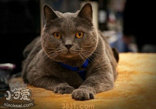 沙特尔猫分娩前要准备什么 沙特尔猫分娩准备(图1)