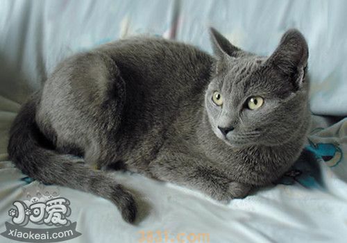 沙特尔猫假孕怎么回事 沙特尔猫假孕情况原因(图1)