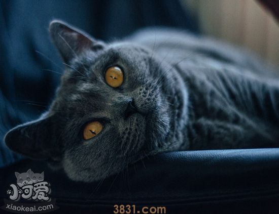 沙特尔猫奶水不足怎么办 沙特尔猫奶水不足原因介绍(图1)