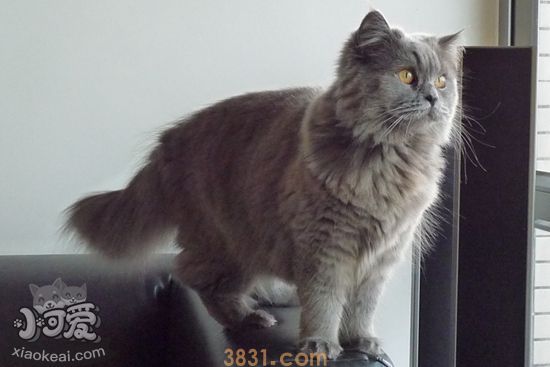 英国长毛猫刚出生小猫怎么处理(图1)