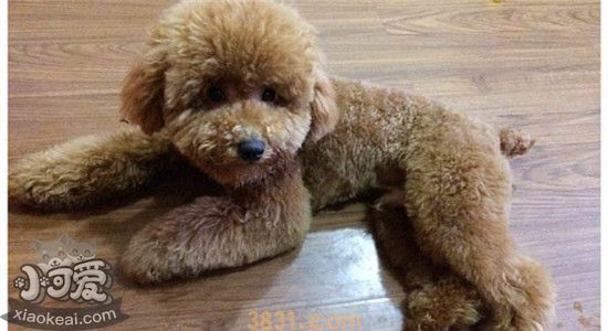 什么样的泰迪不能买 教你如何挑选泰迪(图1)