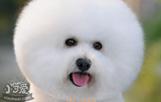 怎么挑选比熊幼犬 你知道怎么买比熊吗(图1)