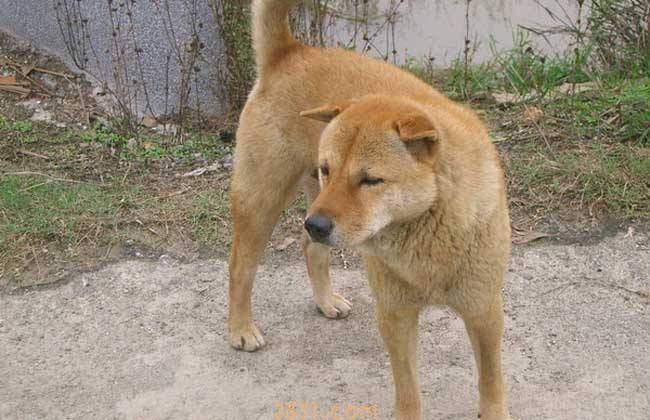 常见的伴侣犬有哪些 这几种狗狗非常受欢迎(图1)