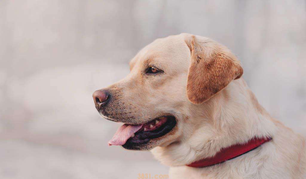 常见的伴侣犬有哪些 这几种狗狗非常受欢迎(图4)