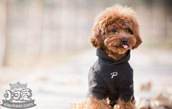 常见的伴侣犬有哪些 这几种狗狗非常受欢迎(图5)