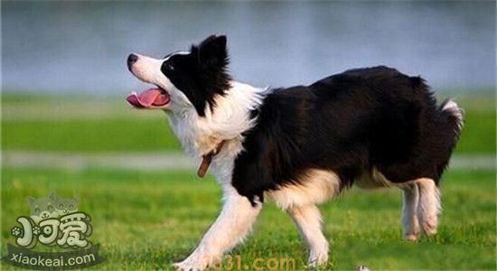 边境牧羊犬的缺点 你知道的有哪些呢(图2)
