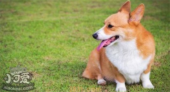 柯基有哪些缺点 柯基的缺点你了解多少(图2)