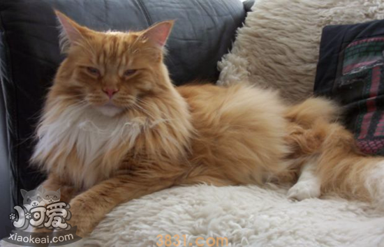 英国长毛猫怎么助产 英国长毛猫生产助产方法(图1)