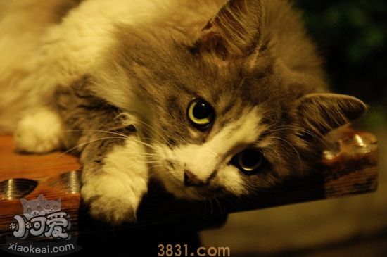 挪威森林猫绝育后怎么护理 绝育后护理要点(图1)