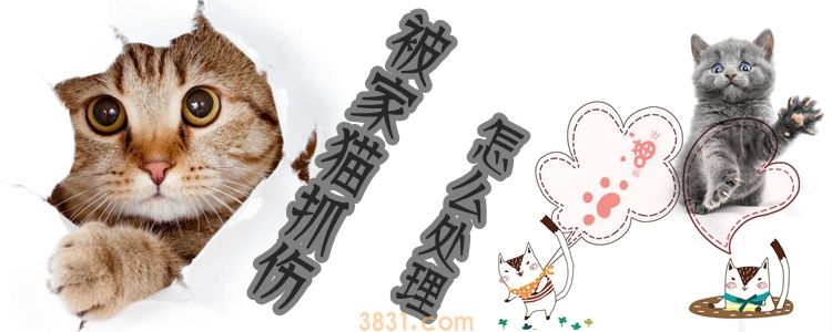 被家猫抓伤怎么处理(图1)