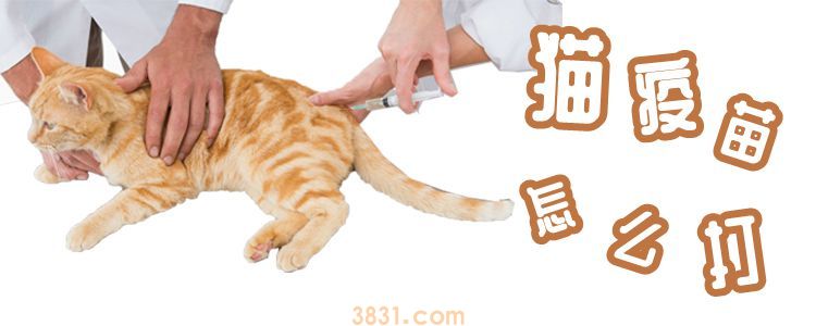 猫疫苗怎么打(图1)