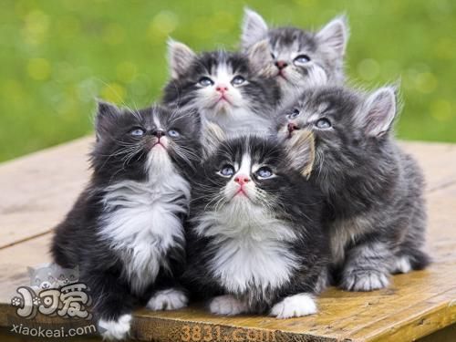 挪威森林猫产后怎么护理 挪威森林猫产后护理注意事项(图1)