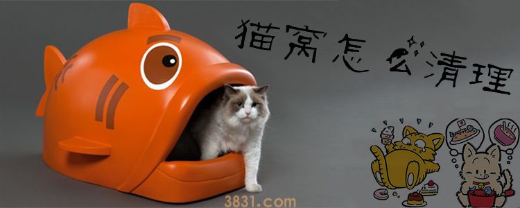 猫窝怎么清理(图1)