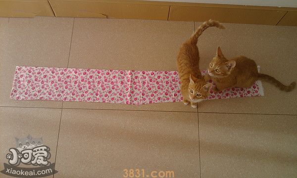 猫窝怎么做(图5)