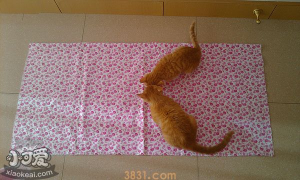 猫窝怎么做(图4)
