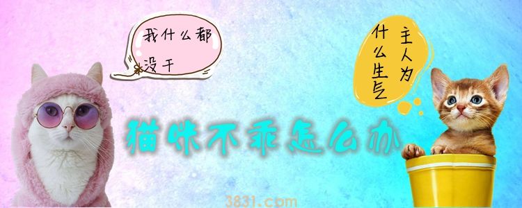 猫咪不乖怎么办(图1)