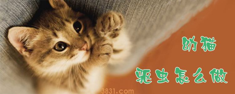 幼猫驱虫怎么做(图1)