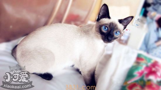 暹罗猫多大可以生小猫 暹罗猫适孕年龄(图1)