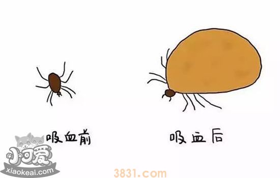 狗狗体外感染寄生虫后会出现的症状 科普寄生虫感染症状(图2)
