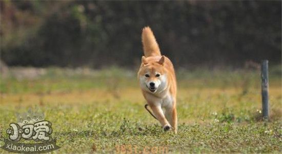 柴犬有什么优点 盘点柴犬五大优点(图2)
