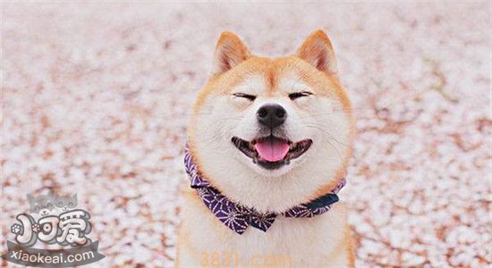 柴犬有什么优点 盘点柴犬五大优点(图1)