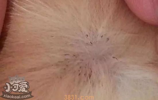 狗狗体外的虫子有哪些种类 体外寄生虫要对症下药(图2)