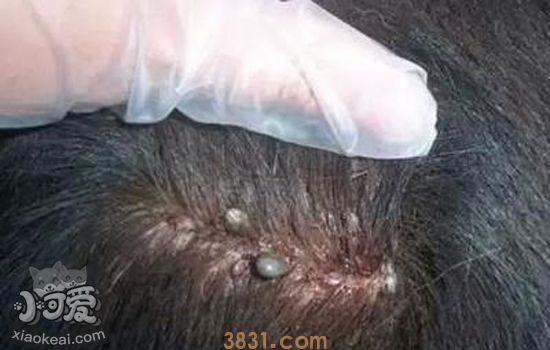 狗狗体外的虫子有哪些种类 体外寄生虫要对症下药(图3)