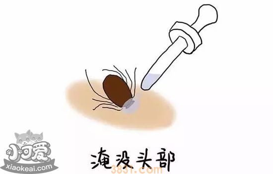 狗狗体外的虫子有哪些种类 体外寄生虫要对症下药(图4)