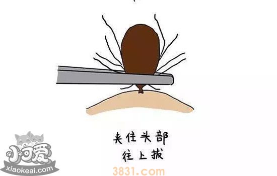 狗狗体外的虫子有哪些种类 体外寄生虫要对症下药(图5)