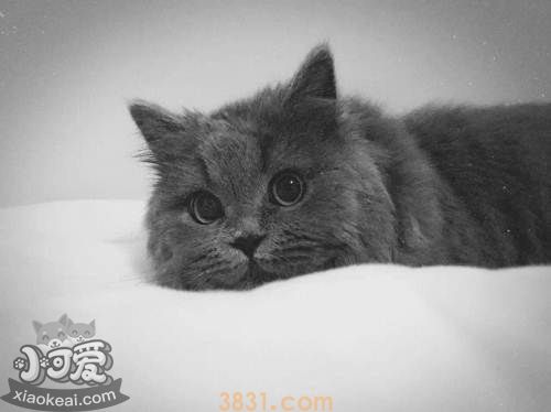 英国长毛猫难产怎么办 英国长毛猫难产解决办法(图1)