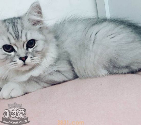 英国长毛猫怀孕怎么办 英国长毛猫怀孕照顾方法(图1)
