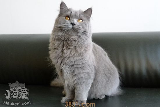 英国长毛猫什么时候绝育好 英国长毛猫绝育最佳时间(图1)