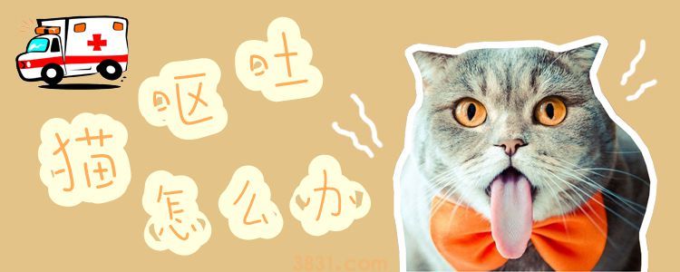 猫呕吐怎么办(图1)