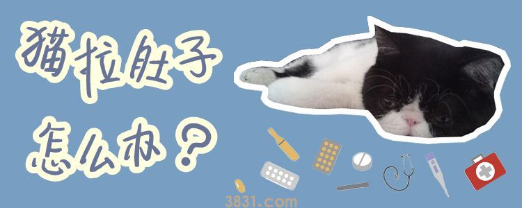 猫拉肚子怎么办(图1)
