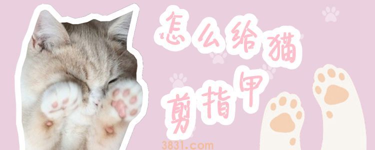 怎么给猫剪指甲(图1)