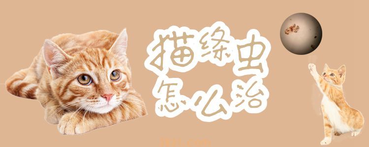 猫绦虫怎么治(图1)
