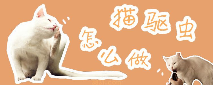 猫驱虫怎么做(图1)